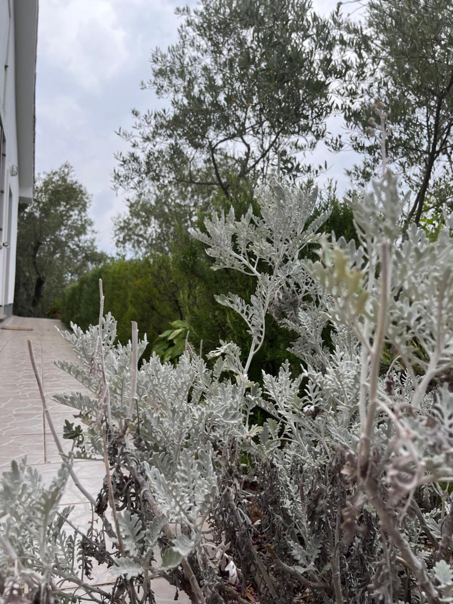 Apartman Ruža Brzac Bagian luar foto